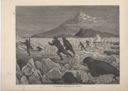 EXPLORERS DISTURBED BY WALRUS